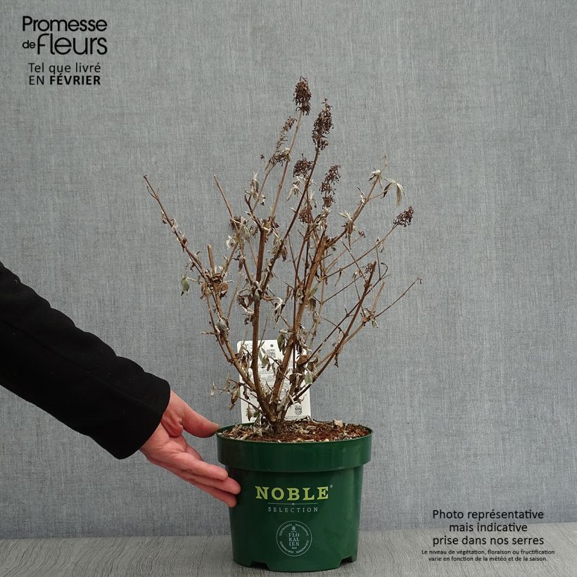 Buddleja davidii Argus White - Butterfly Bush 3L/4L pot sample as delivered in winter