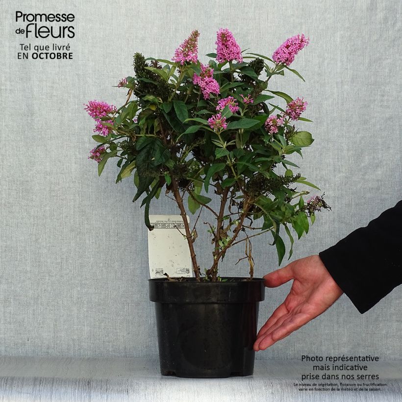 Buddleja davidii Butterfly Candy Little Pink - Butterfly Bush 3L/4L pot sample as delivered in autumn