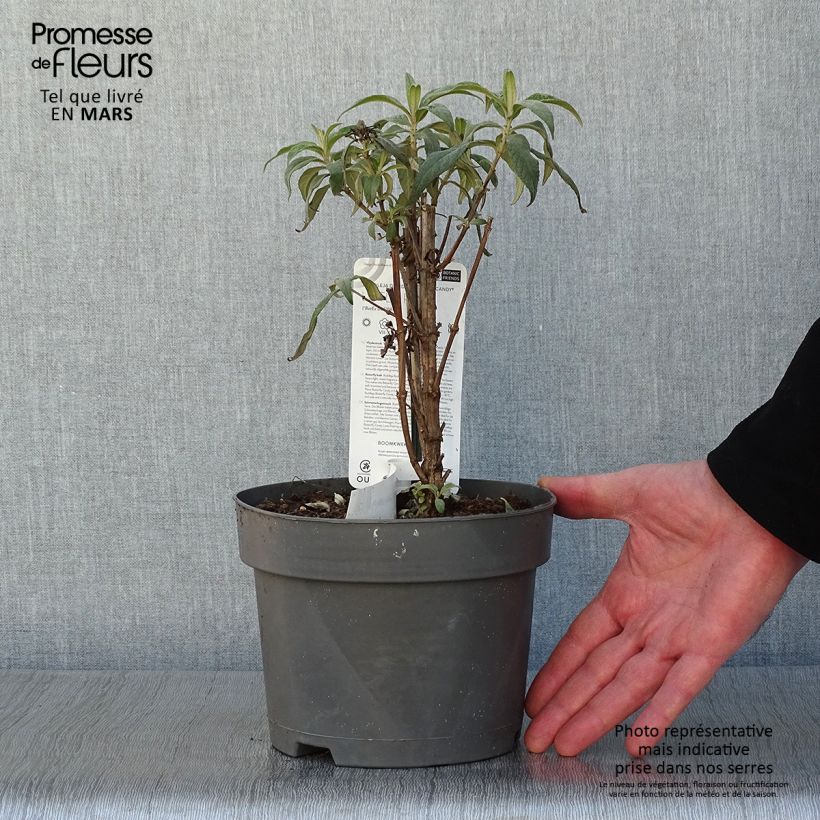 Buddleja davidii Butterfly Candy Little Pink - Butterfly Bush 3L/4L pot sample as delivered in winter