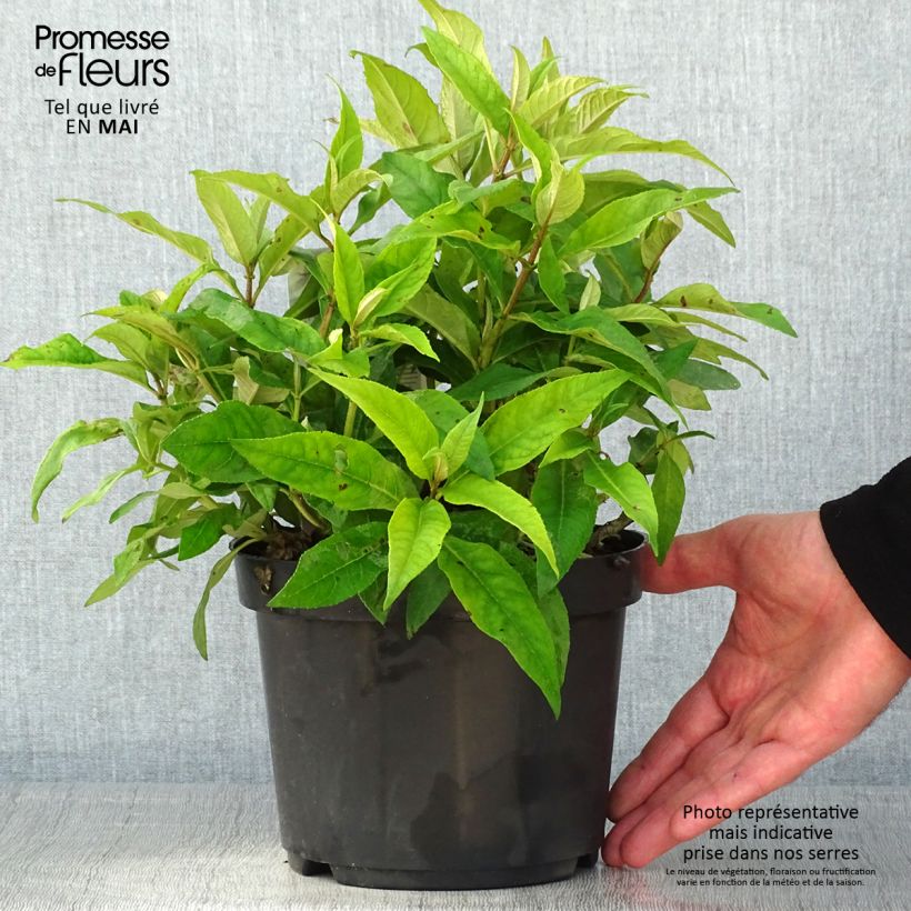 Buddleja davidii Butterfly Candy Little Pink - Butterfly Bush 3L/4L pot sample as delivered in spring