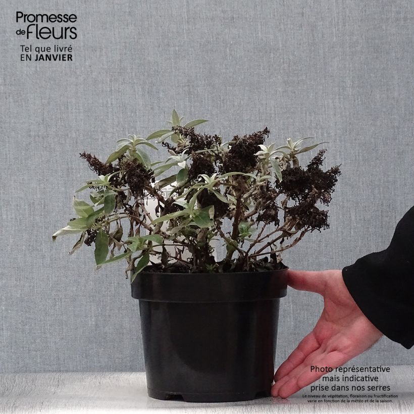 Buddleja davidii Butterfly Candy Lila Sweetheart - Butterfly Bush 3L/4L pot sample as delivered in winter