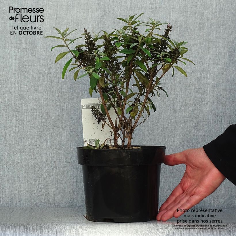 Buddleja davidii Butterfly Candy Little Ruby - Butterfly Bush 3L/4L pot sample as delivered in autumn