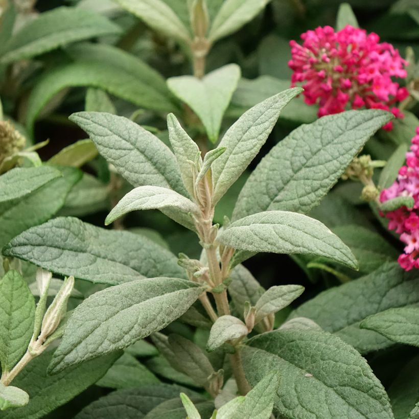 Buddleja davidii Butterfly Candy Little Ruby - Butterfly Bush (Foliage)