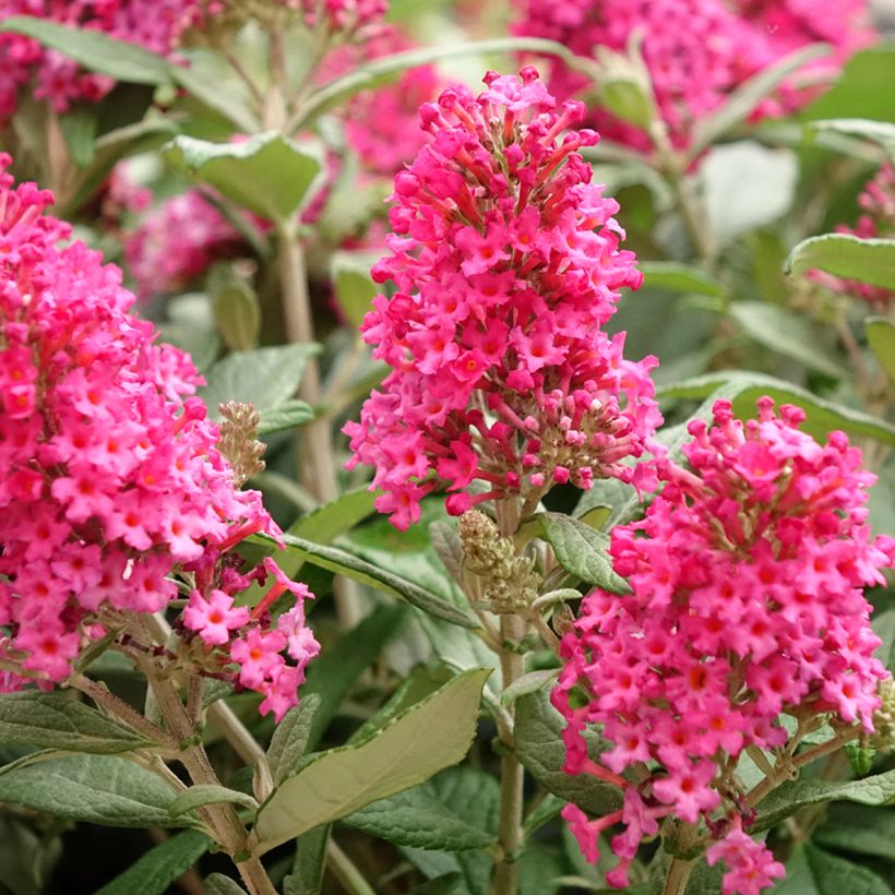 Buddleja davidii Butterfly Candy Little Ruby - Butterfly Bush (Flowering)