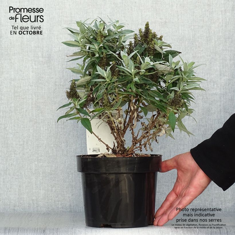Buddleja davidii Butterfly Candy Little White - Butterfly Bush 3L/4L pot sample as delivered in autumn