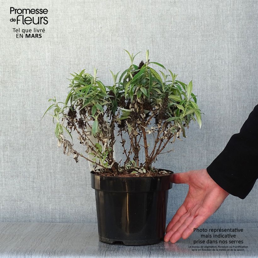 Buddleja davidii Butterfly Candy Little White - Butterfly Bush 3L/4L pot sample as delivered in winter