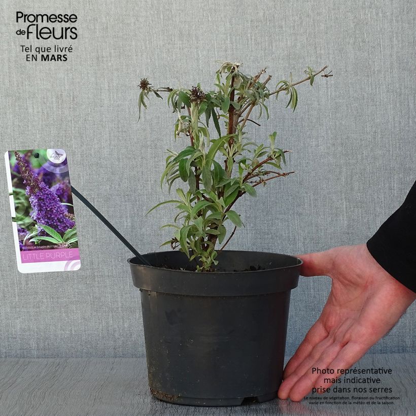 Buddleja davidii Butterfly Candy Little Purple - Butterfly Bush 3L/4L pot sample as delivered in winter