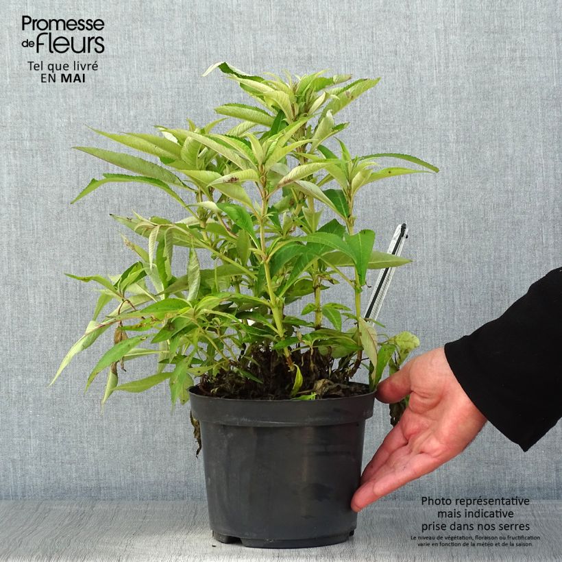 Buddleja davidii Butterfly Candy Little Purple - Butterfly Bush 3L/4L pot sample as delivered in spring