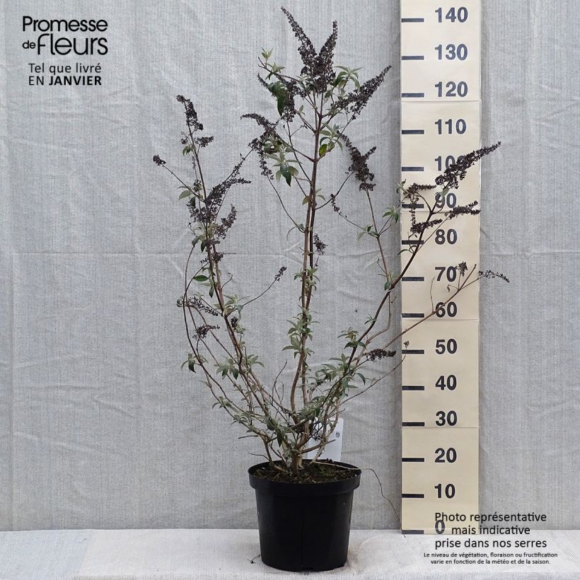 Buddleja davidii Groovy Grape - Butterfly Bush 7.5L/10L pot sample as delivered in winter