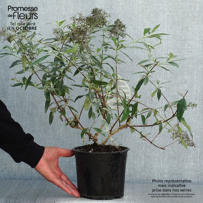 Buddleja davidii Gulliver - Butterfly Bush 3L/4L pot sample as delivered in autumn