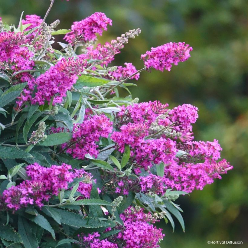 Buddleja davidii Tiny Buddy Hot Pink - Butterfly bush (Flowering)