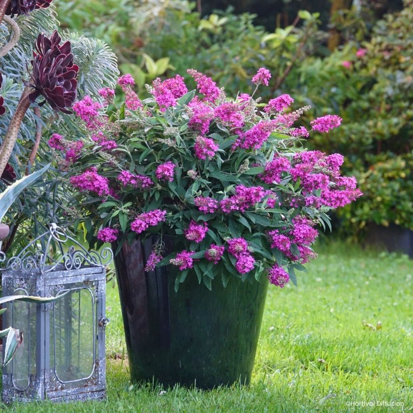 Buddleja davidii Tiny Buddy Hot Pink - Butterfly bush (Plant habit)