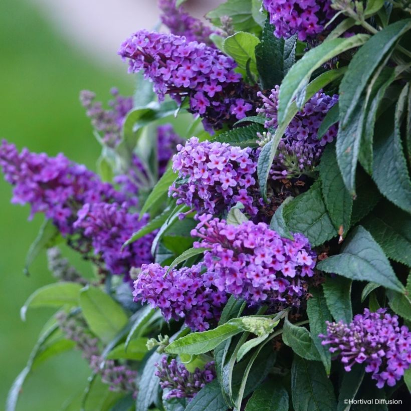 Buddleja davidii Tiny Buddy Violet - Butterfly bush (Flowering)