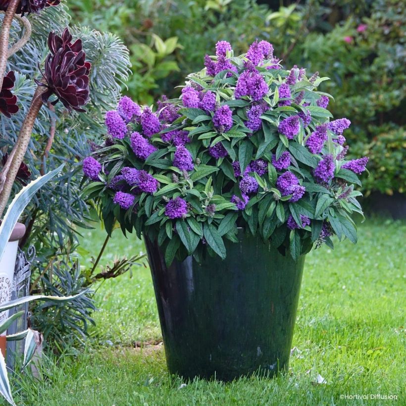 Buddleja davidii Tiny Buddy Violet - Butterfly bush (Plant habit)