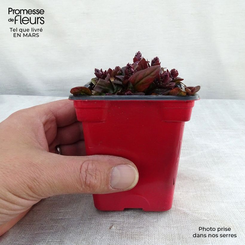 Ajuga reptans Atropurpurea 7/8 cm pot sample as delivered in spring