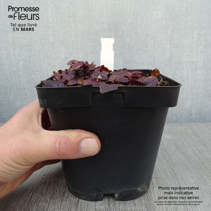 Ajuga reptans Atropurpurea 2L/3L pot sample as delivered in winter