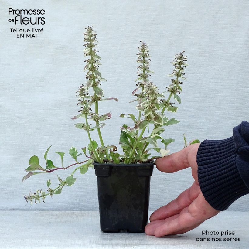 Ajuga reptans Burgundy Glow 7/8 cm pot sample as delivered in spring