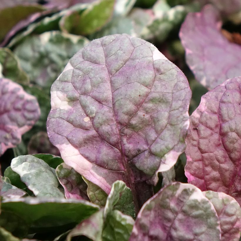 Ajuga reptans Burgundy Glow (Flowering)