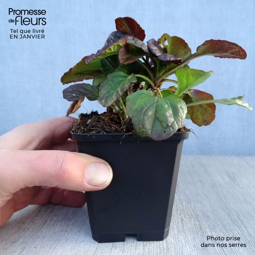 Ajuga reptans Catlins Giant 8/9 cm pot sample as delivered in winter