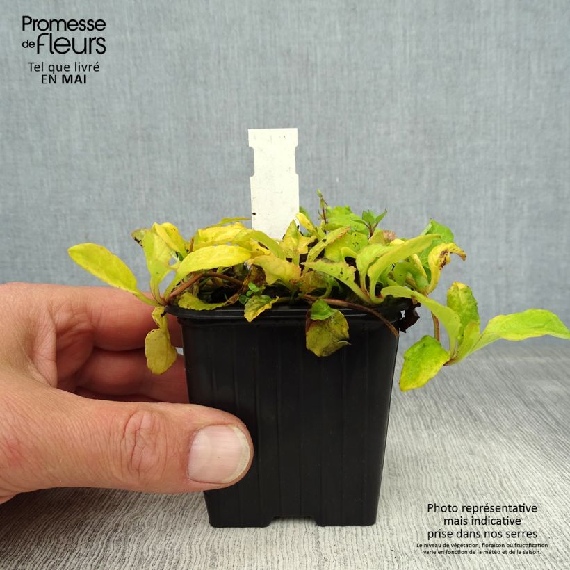 Ajuga reptans Gold Chang 8/9 cm pot sample as delivered in spring