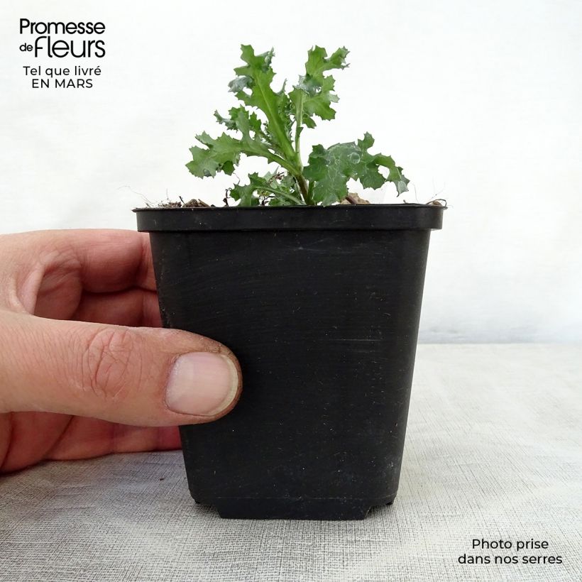 Ajuga reptans Golden Glow 8/9 cm pot sample as delivered in spring