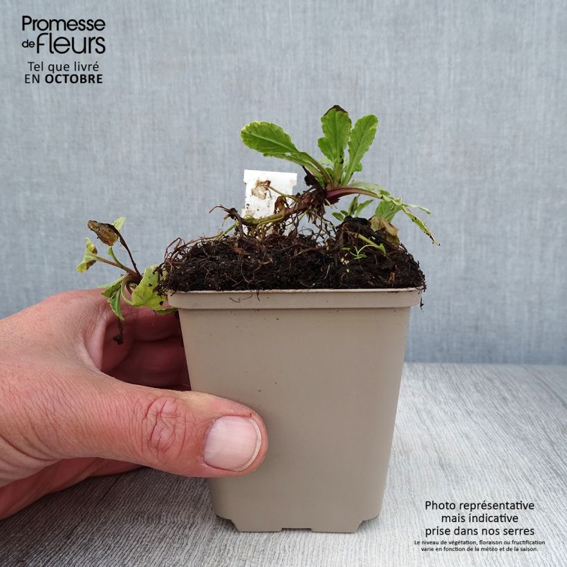 Ajuga reptans Golden Glow 8/9 cm pot sample as delivered in autumn