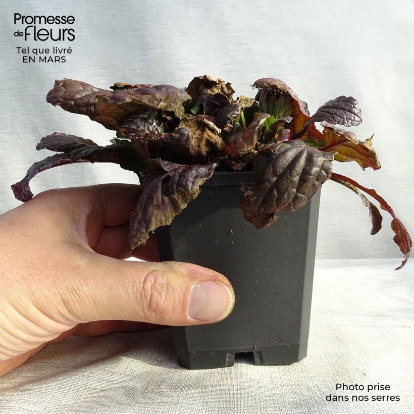 Ajuga reptans Multicolor - Rainbow 8/9 cm pot sample as delivered in spring