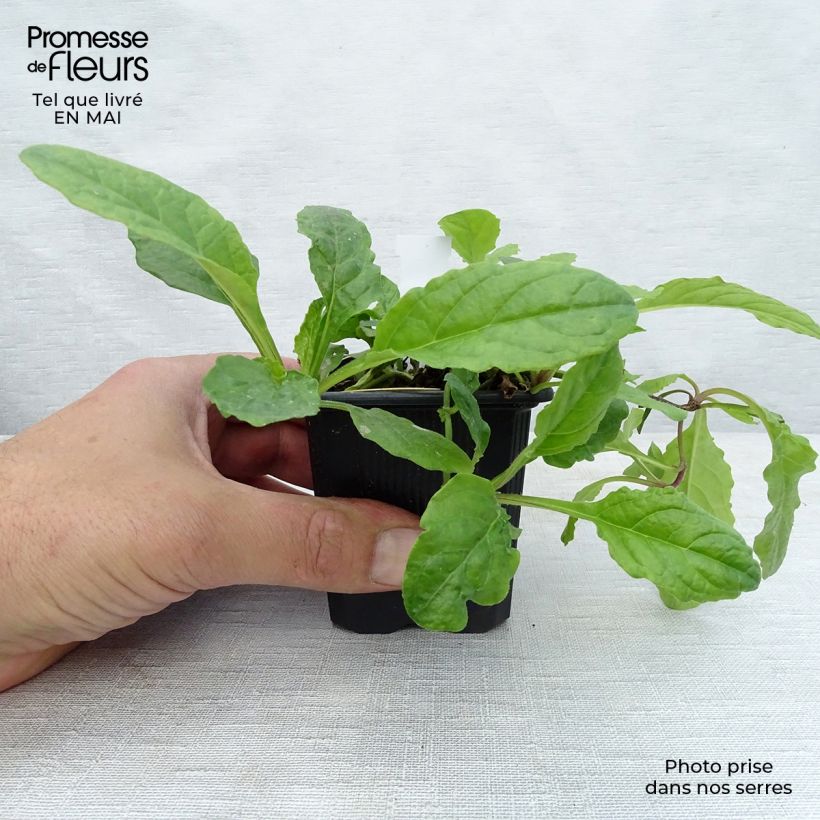 Ajuga reptans Rosea 8/9 cm pot sample as delivered in spring