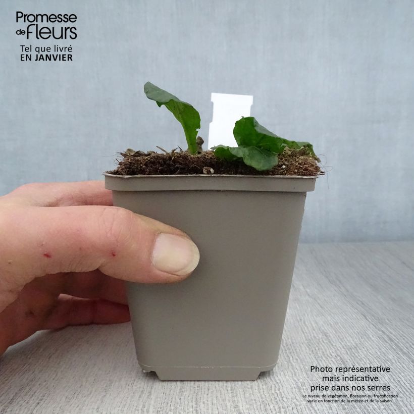 Ajuga reptans Sanne 8/9 cm pot sample as delivered in winter