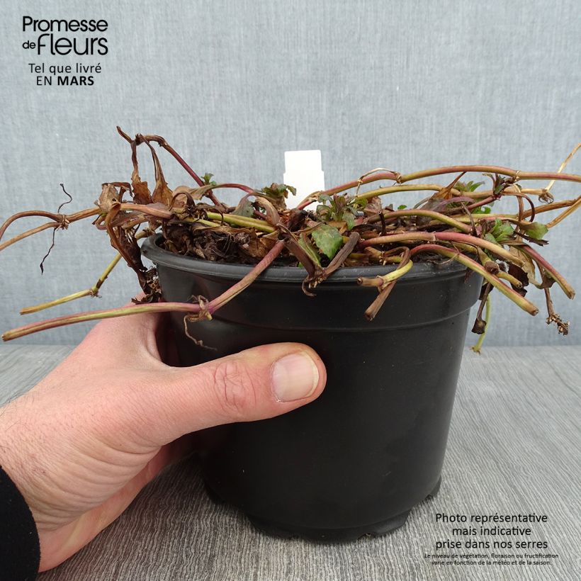 Ajuga reptans 2L/3L pot sample as delivered in winter