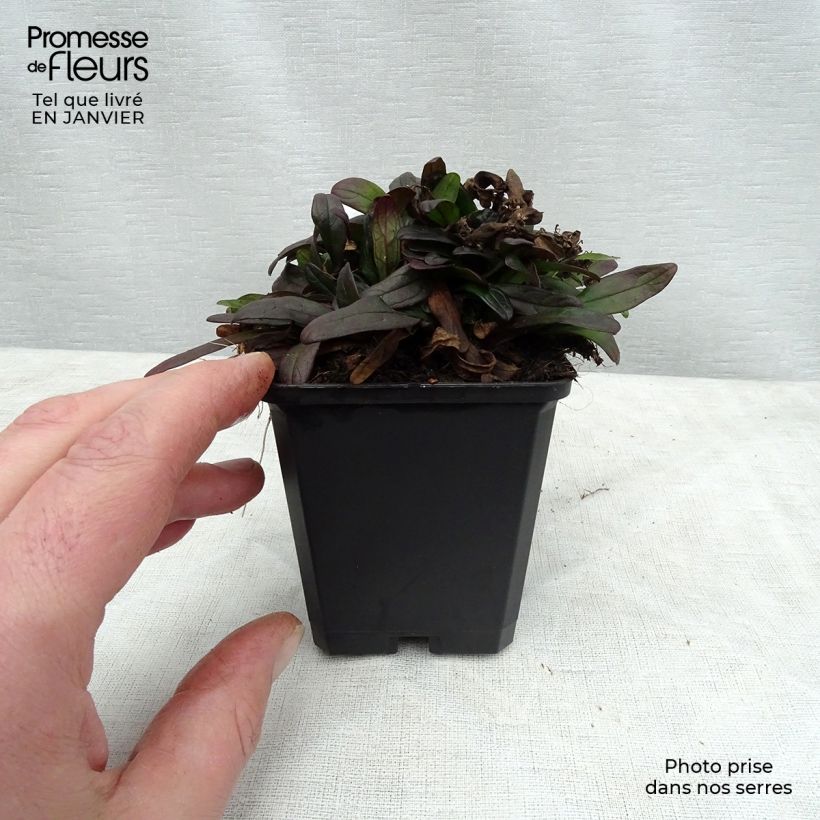 Ajuga x tenorii Chocolate Chip 8/9 cm pot sample as delivered in winter