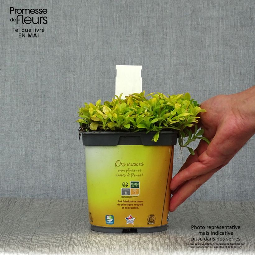 Ajuga x tenorii Cordial Canary 2L/3L pot sample as delivered in spring