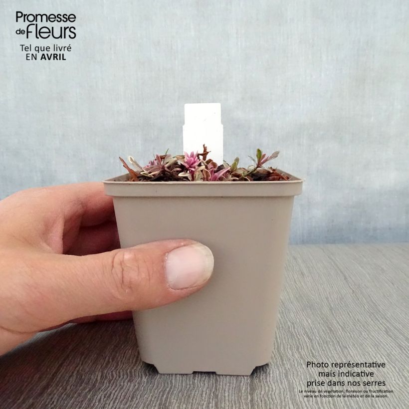 Ajuga x tenorii Princess Nadia 8/9 cm pot sample as delivered in spring