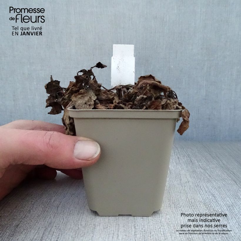 Ajuga reptans Variegata 8/9 cm pot sample as delivered in winter