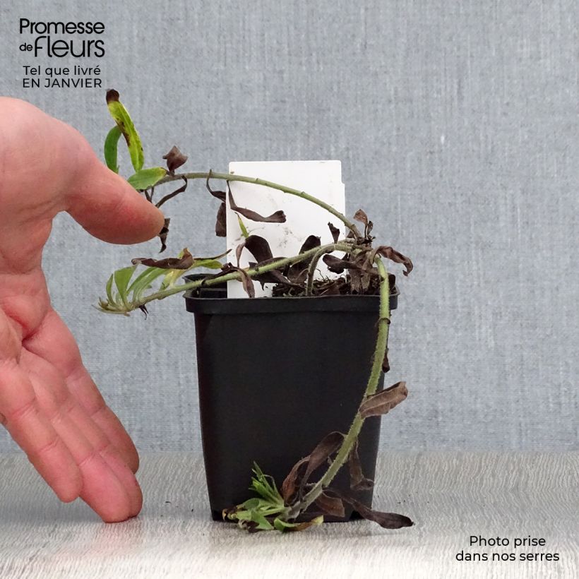 Buglossoides purpurocaerulea 8/9 cm pot sample as delivered in winter