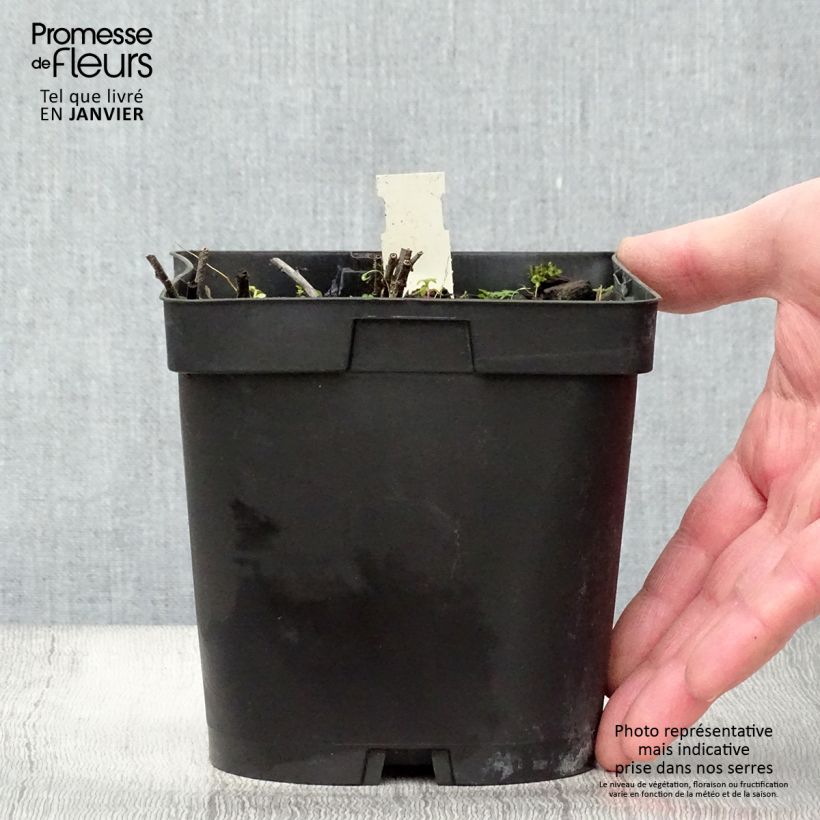 Buglossoides purpurocaerulea 2L/3L pot sample as delivered in winter