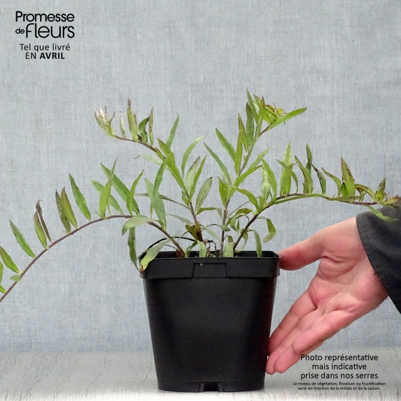 Buglossoides purpurocaerulea 2L/3L pot sample as delivered in spring