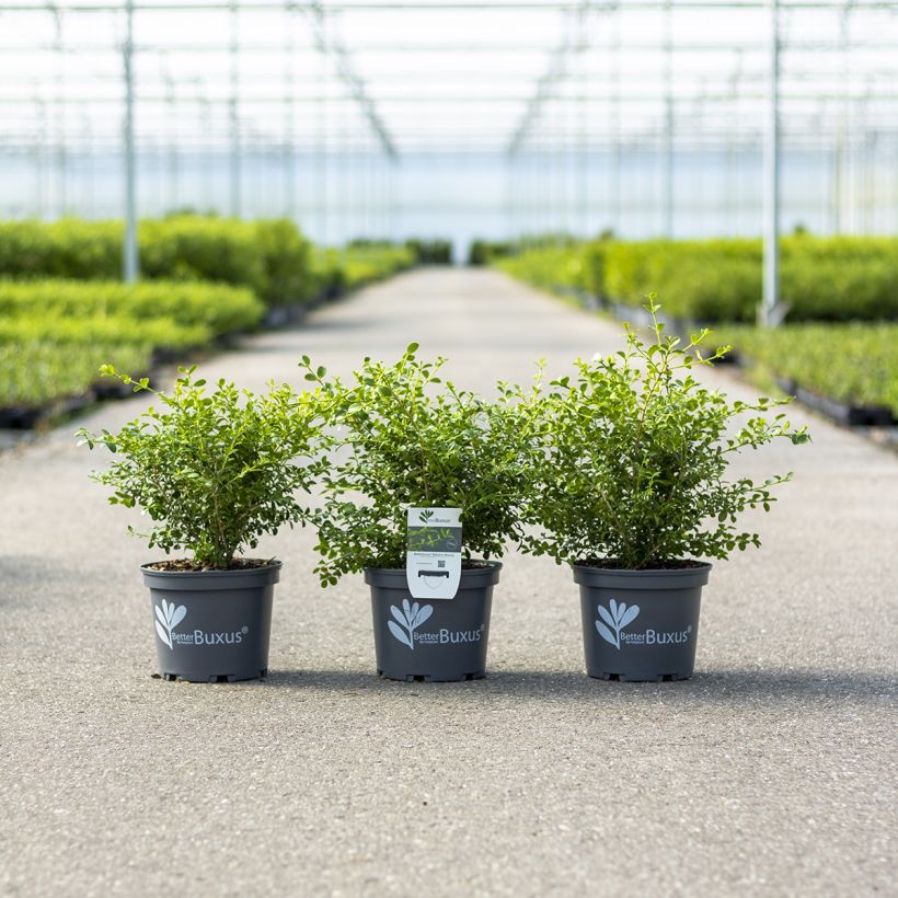 Buxus Babylon Beauty - Boxwood (Plant habit)