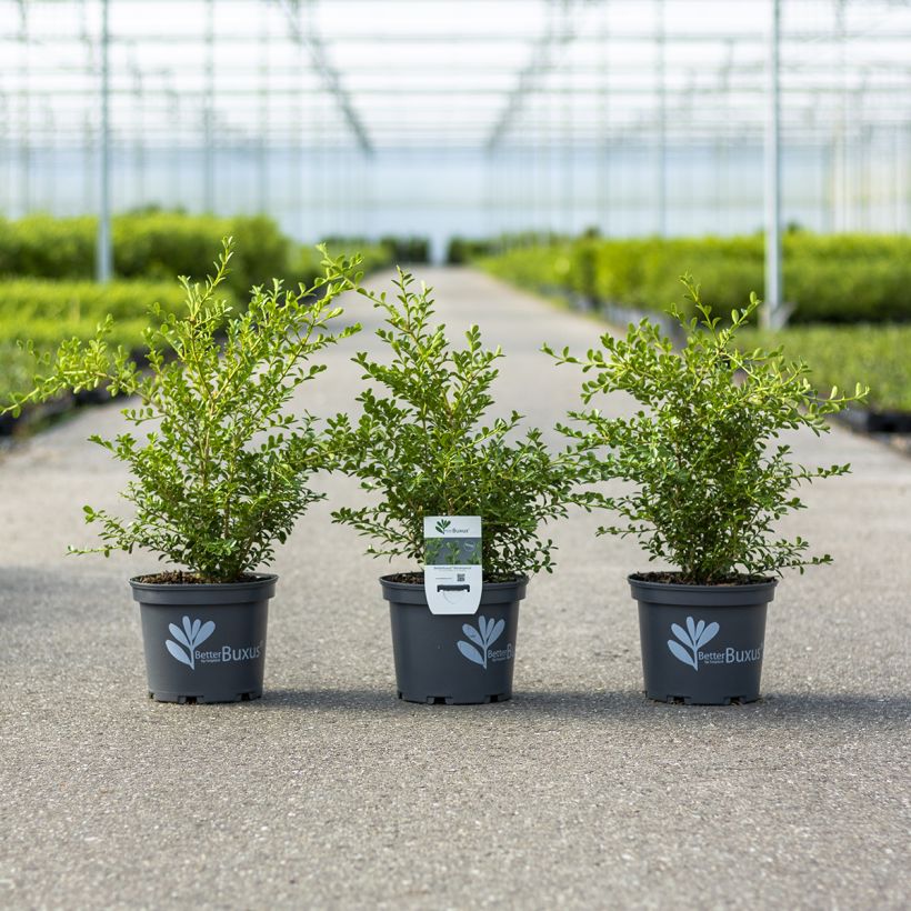 Buxus Renaissance - Boxwood (Plant habit)
