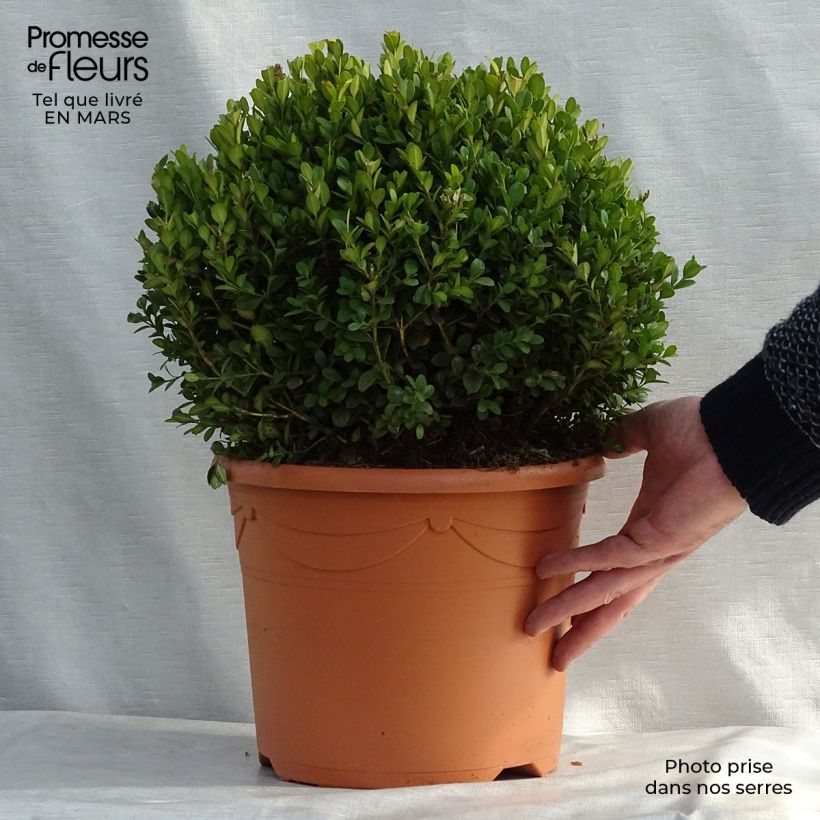 Buxus microphylla Faulkner - Boxwood 7.5L/10L pot sample as delivered in winter