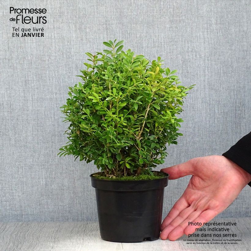 Buxus microphylla Rococo - Boxwood 3L/4L pot sample as delivered in winter