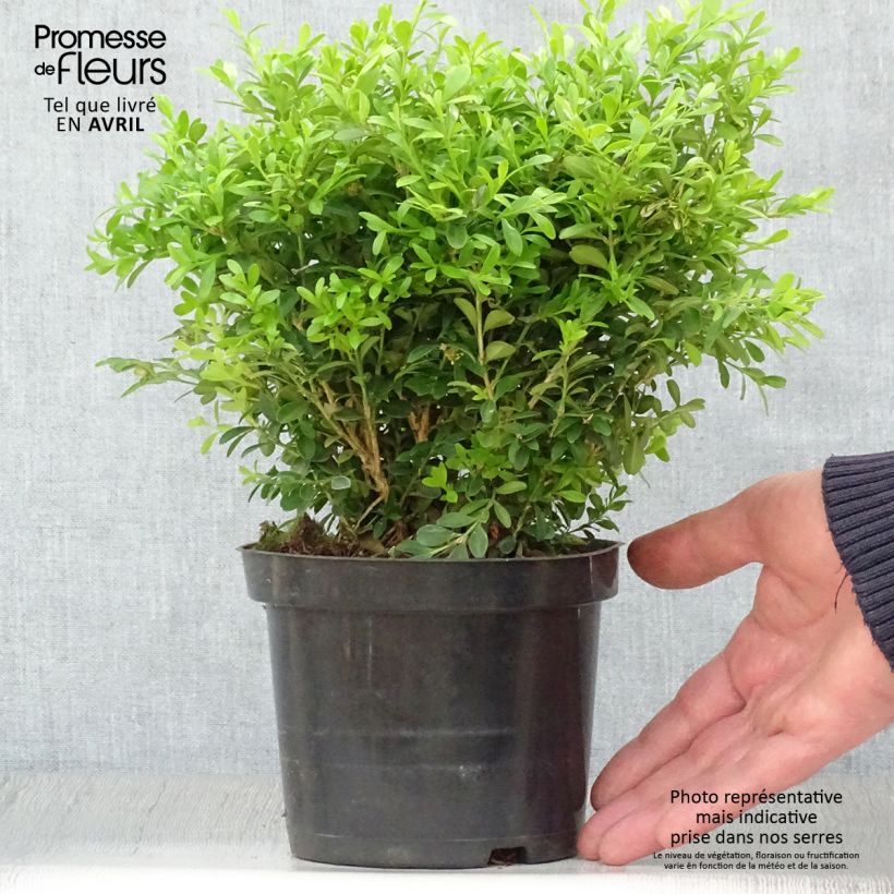 Buxus microphylla Rococo - Boxwood 3L/4L pot sample as delivered in spring