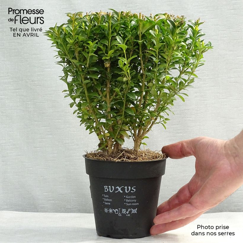 Buxus sempervirens Suffruticosa - Dwarf Common Boxwood 12cm pot sample as delivered in spring