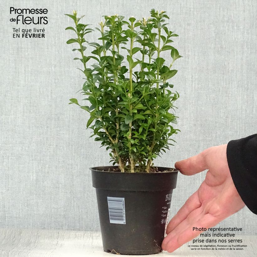Buxus sempervirens Suffruticosa - Dwarf Common Boxwood 12cm pot sample as delivered in winter