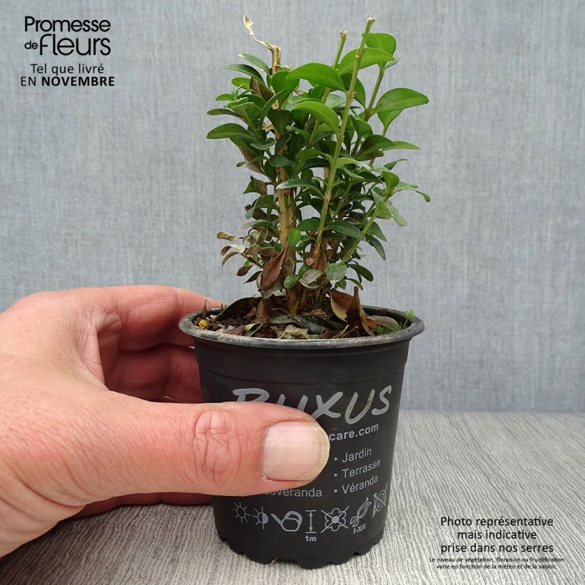 Buxus sempervirens Suffruticosa - Dwarf Common Boxwood 8/9 cm pot sample as delivered in autumn