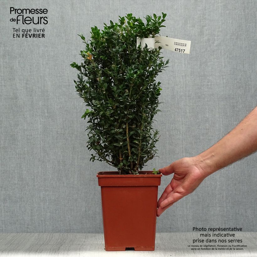 Buxus sempervirens Suffruticosa - Dwarf Common Boxwood Root ball sample as delivered in autumn