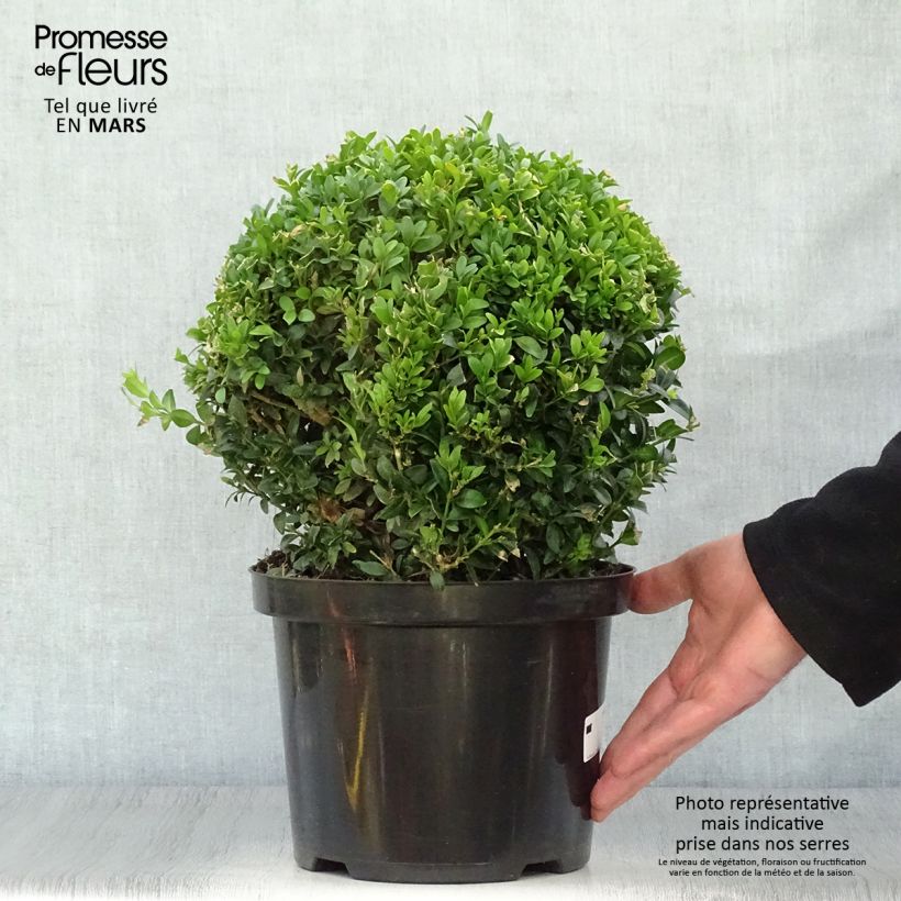 Buxus sempervirens - Boxwood 4L/5L pot, Mehrstämmiges Gehölz sample as delivered in spring