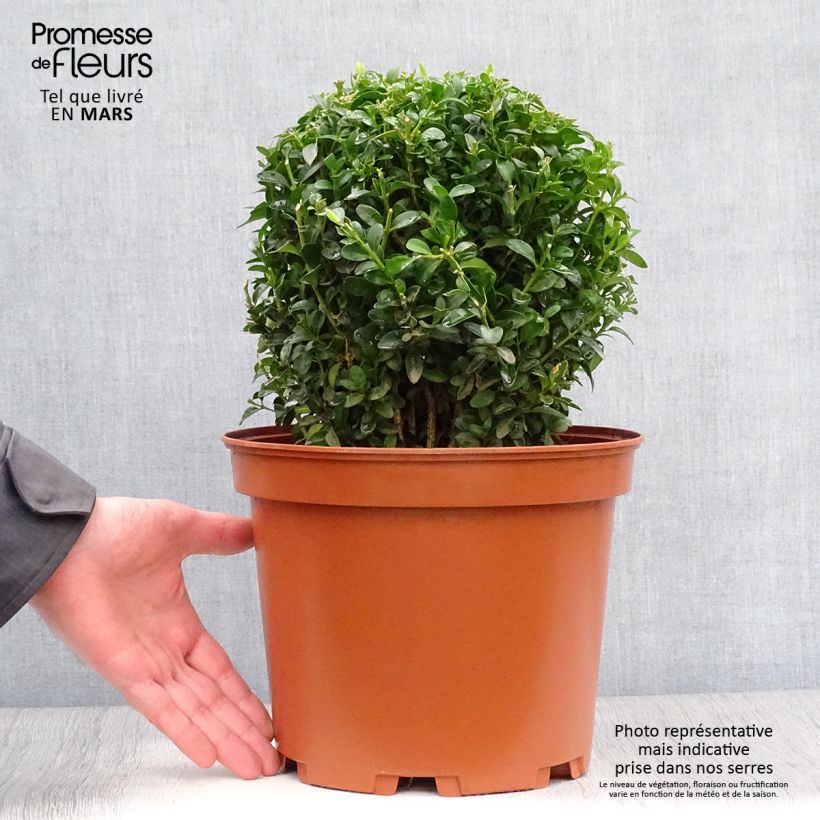 Buxus sempervirens - Boxwood 7.5L/10L pot, Mehrstämmiges Gehölz sample as delivered in spring