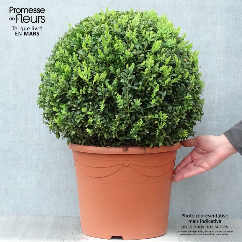 Buxus sempervirens - Boxwood 20L/25L pot, Mehrstämmiges Gehölz sample as delivered in spring