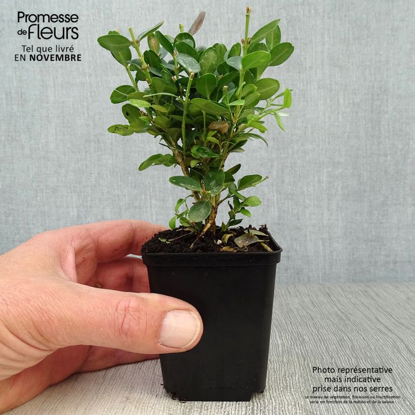 Buxus sempervirens Suffruticosa - Boxwood 8/9 cm pot sample as delivered in autumn